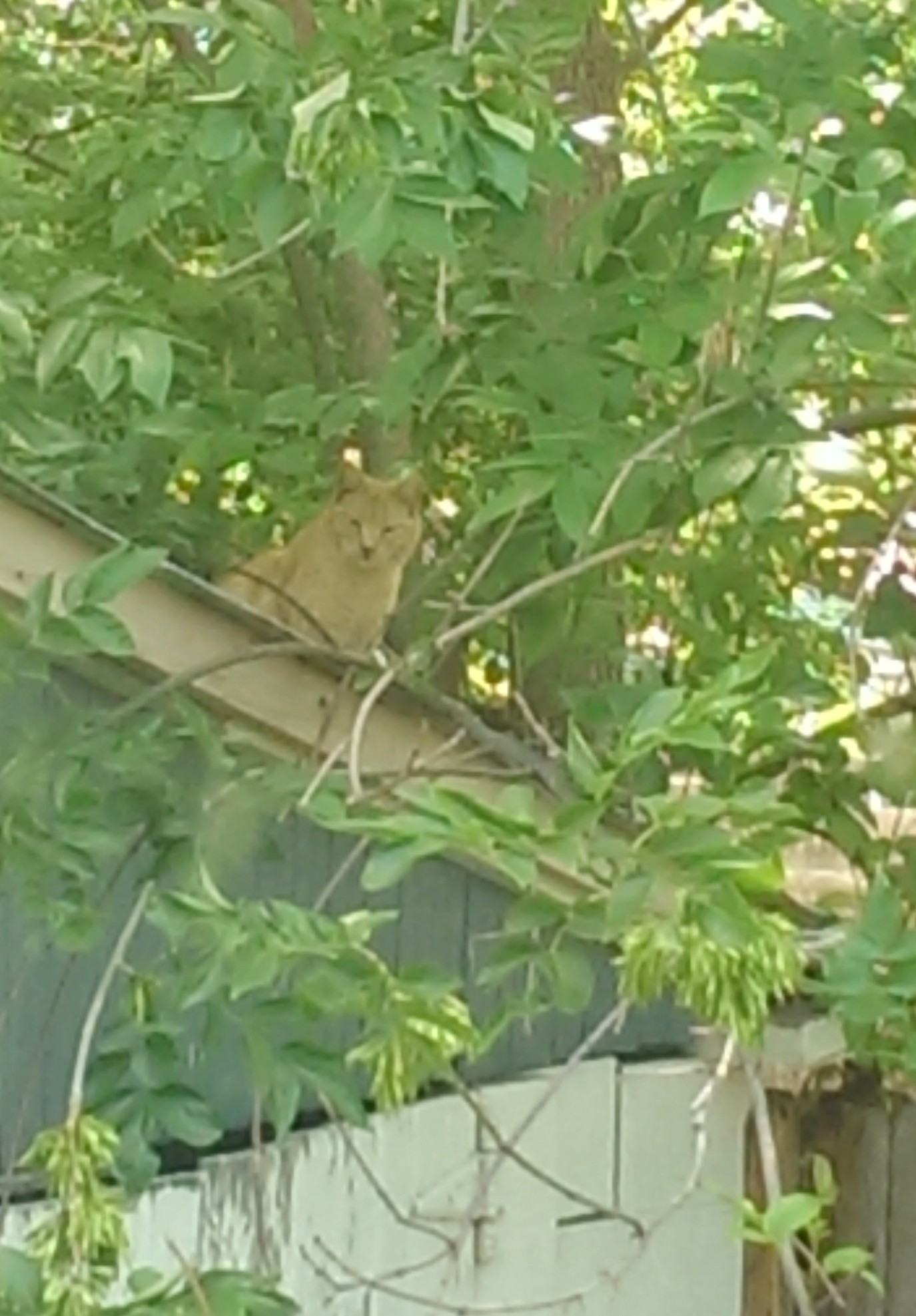 garage-roof lion cat on a roof