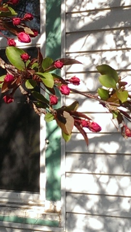 crabapple a crabapple tree branch, with dark pink blossoms not quite open