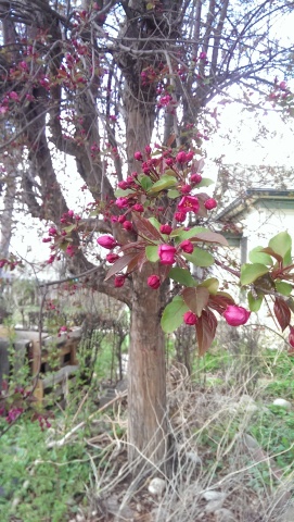 a crabapple tree branch, with dark pink blossoms not quite open