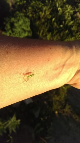 a small praying mantis on a human forearm