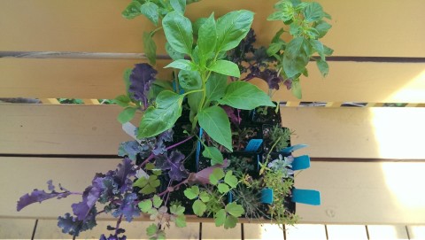 CSU plant sale 19 plants in 2-inch pots