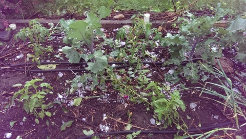 hail kalettes, tomatoes, basil, garlic, hail