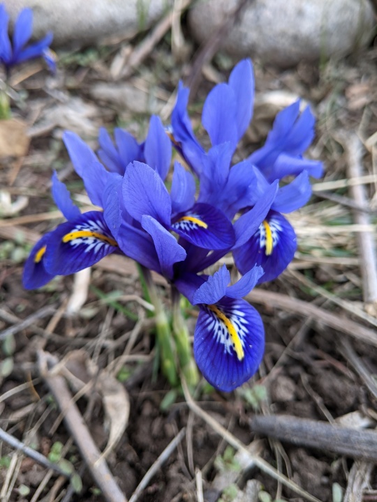 cluster of small blue specie iris
