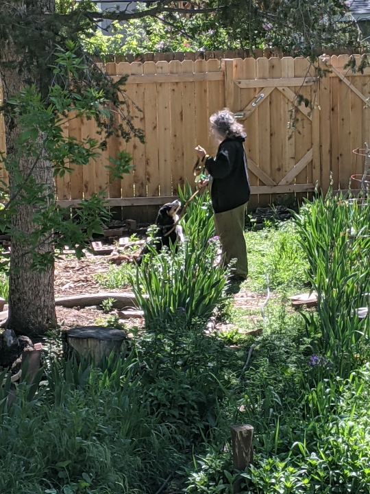morning. dog. garden.