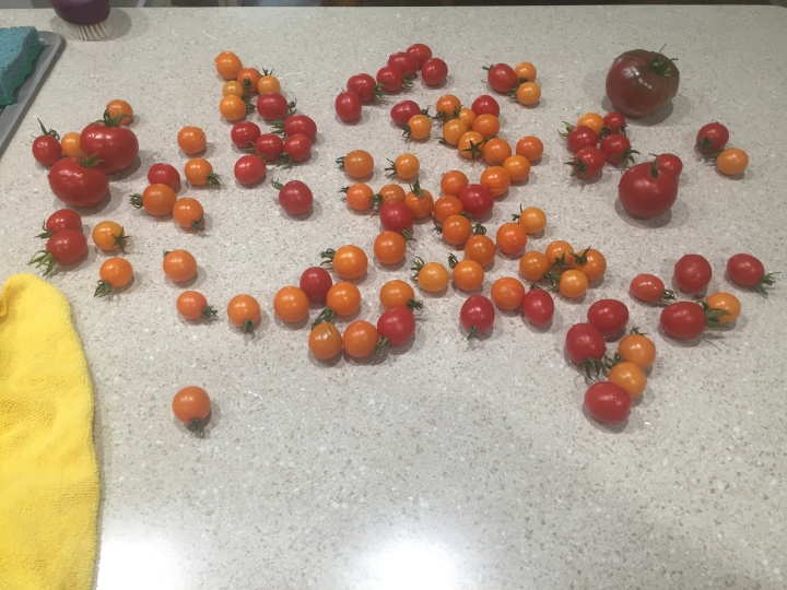 cheery tomatos