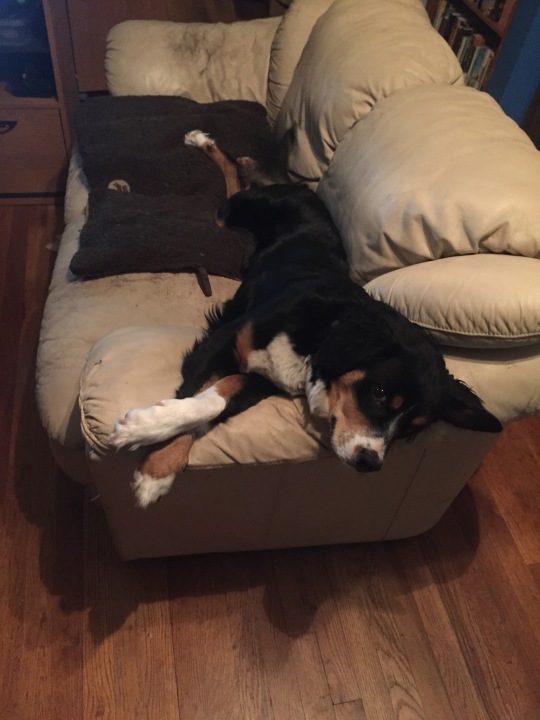 Dutch baby dog lying on couch
